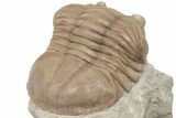 D Asaphus Plautini Trilobite Fossil - Russia #200411-4